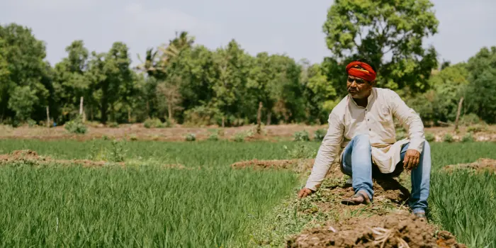 Farmers working in fields during harvest season in India.