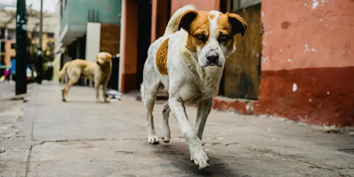 सुप्रीम कोर्ट भवन – आवारा कुत्तों की नीति पर आदेश